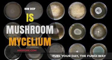 Unveiling the Depth of Mushroom Mycelium Networks