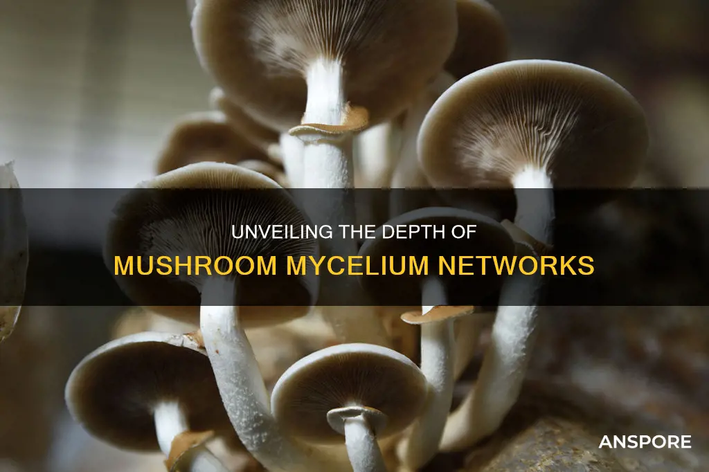 how deep is mushroom mycelium