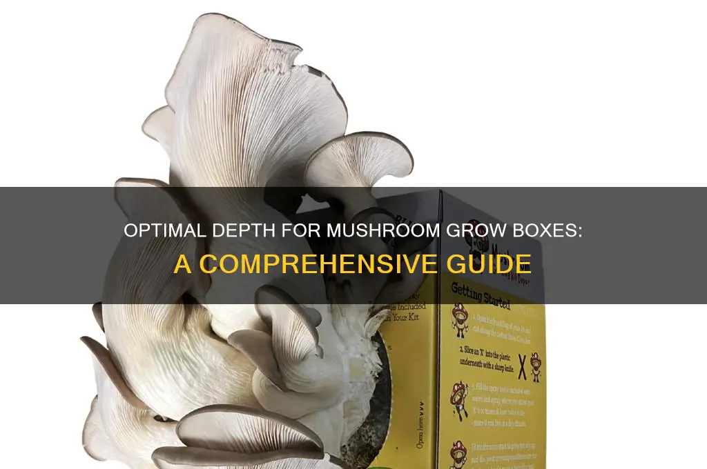how deep should a mushroom grow box be