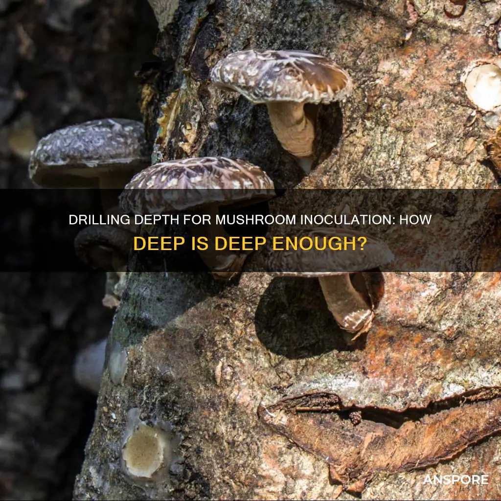 how deep should i drill to inoculate mushrooms