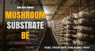The Right Depth for Mushroom Substrate Success