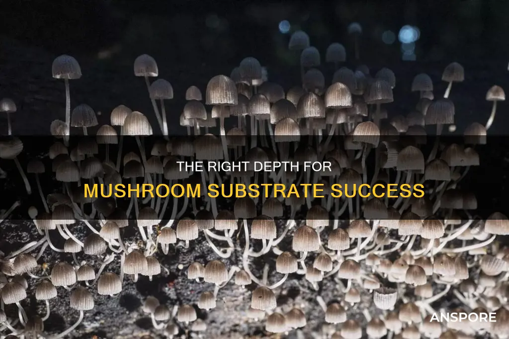 how deep should mushroom substrate be