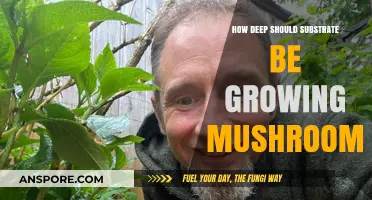 Optimal Substrate Depth for Successful Mushroom Cultivation: A Guide