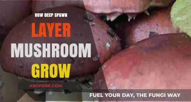 Deep Spawn Layer Mushroom Growth: Techniques for Optimal Cultivation