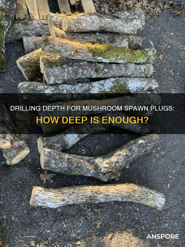 how deep to drill in mushroom spawn plugs