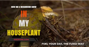 Unusual Discovery: A Mushroom Growing in My Houseplant - Why?