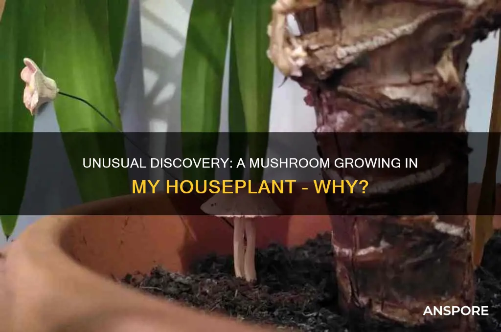 how did a mushroom grow in my houseplant