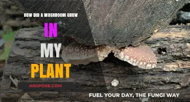 Why a Mushroom Sprouted in Your Plant: Causes and Solutions
