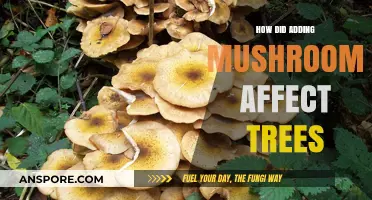 Mushrooms' Impact on Trees: A Natural Experiment
