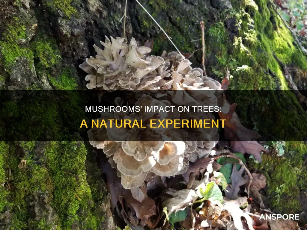 how did adding mushrooms affect trees