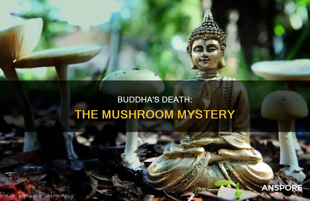 how did buddha die mushroom