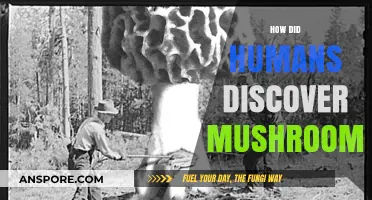 The Ancient Discovery of Mushrooms
