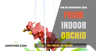 Unexpected Fungi: How Mushrooms Sprouted from My Indoor Orchid Pot