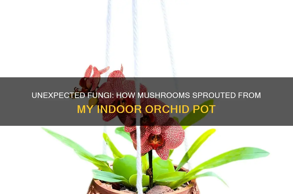 how did mushrooms grow from indoor orchid
