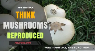 Mushroom Mysteries: Ancient Theories on Fungal Reproduction