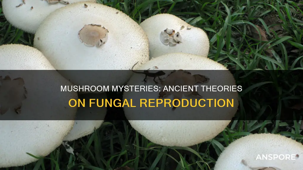 how did people think mushrooms reproduced