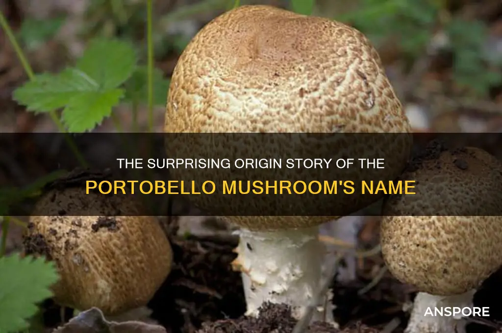 how did portobello mushroom get its name