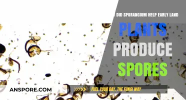 Sporangium's Role in Early Land Plants' Spore Production Revolution