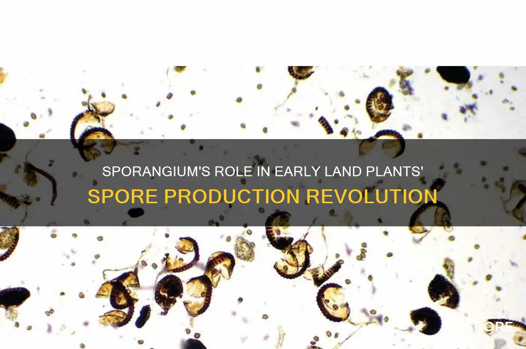 how did sporangium help early land plants produce spores