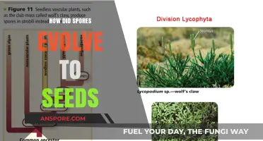 From Spores to Seeds: The Evolutionary Journey of Plant Reproduction