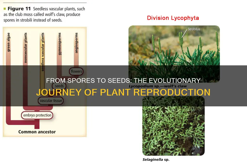 how did spores evolve to seeds