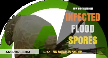 Unveiling the Flood Spore Infection: Truth's Contamination Explained