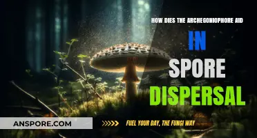 Archegoniophore's Role in Efficient Spore Dispersal: A Comprehensive Guide