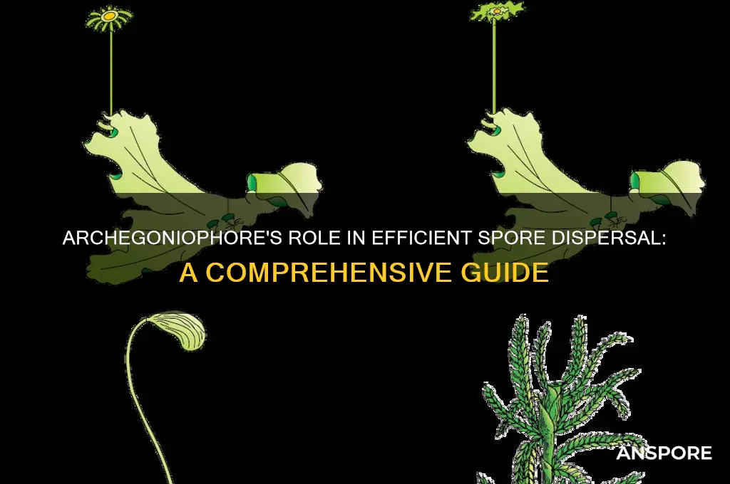 how dies the archegoniophore aid in spore dispersal