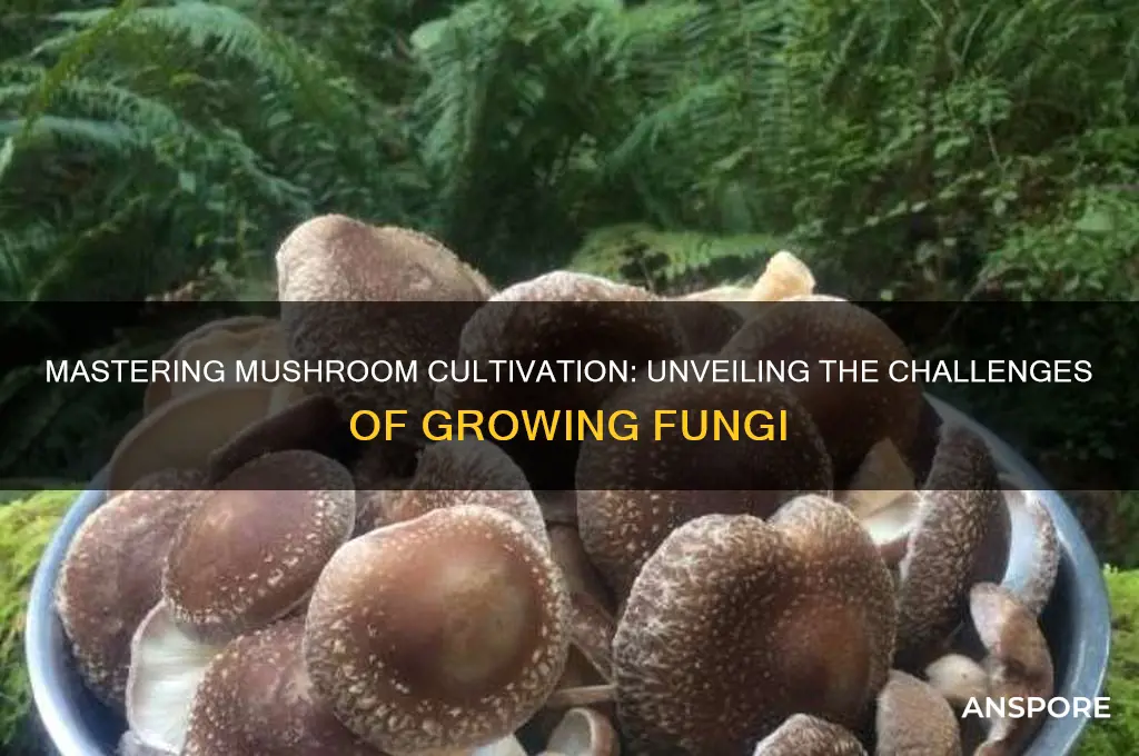how difficult is it to grow mushrooms