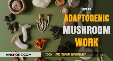 Mushroom Magic: Understanding Adaptogens
