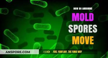 Understanding Airborne Mold Spores: Movement, Dispersion, and Environmental Factors