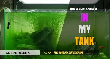 Understanding Algae Spores: How They Enter and Thrive in Your Tank