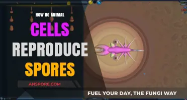 Animal Cell Reproduction: Understanding the Role of Spores in Growth