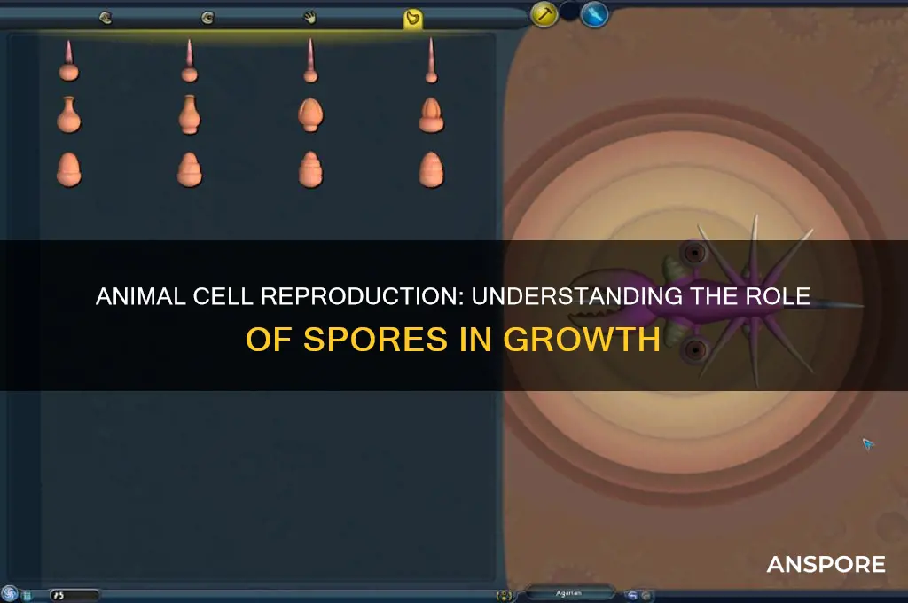 how do animal cells reproduce spores