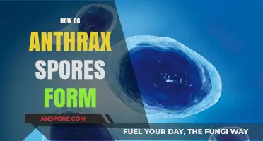 Understanding Anthrax Spores: Formation, Survival, and Deadly Resilience Explained