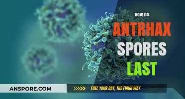 How Anthrax Spores Survive: Uncovering Their Remarkable Longevity