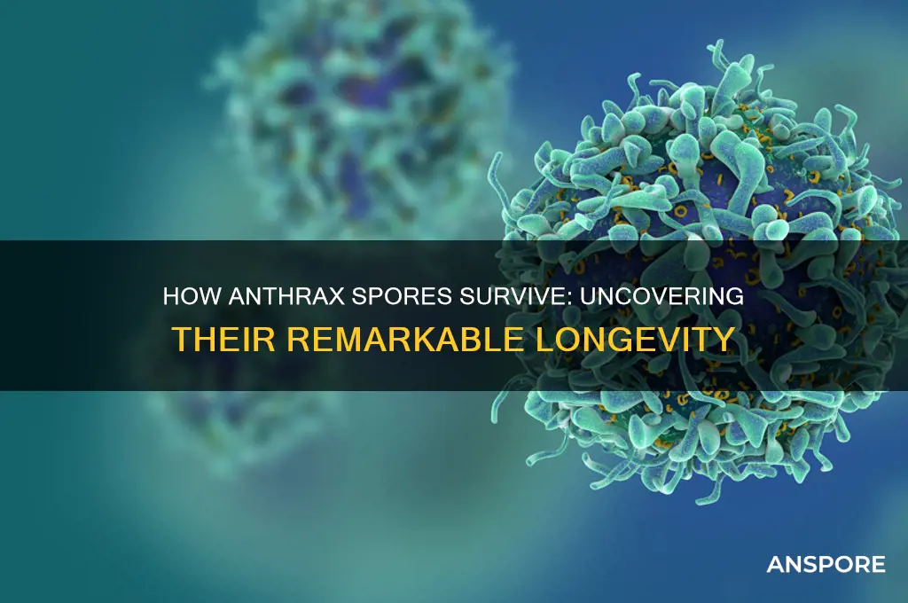 how do antrhax spores last
