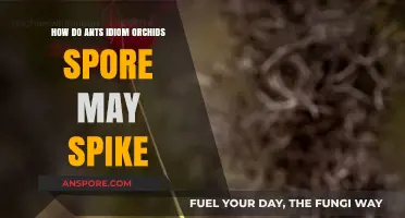 Ants, Orchids, and Spores: Unraveling Nature's Intricate Spiking Secrets