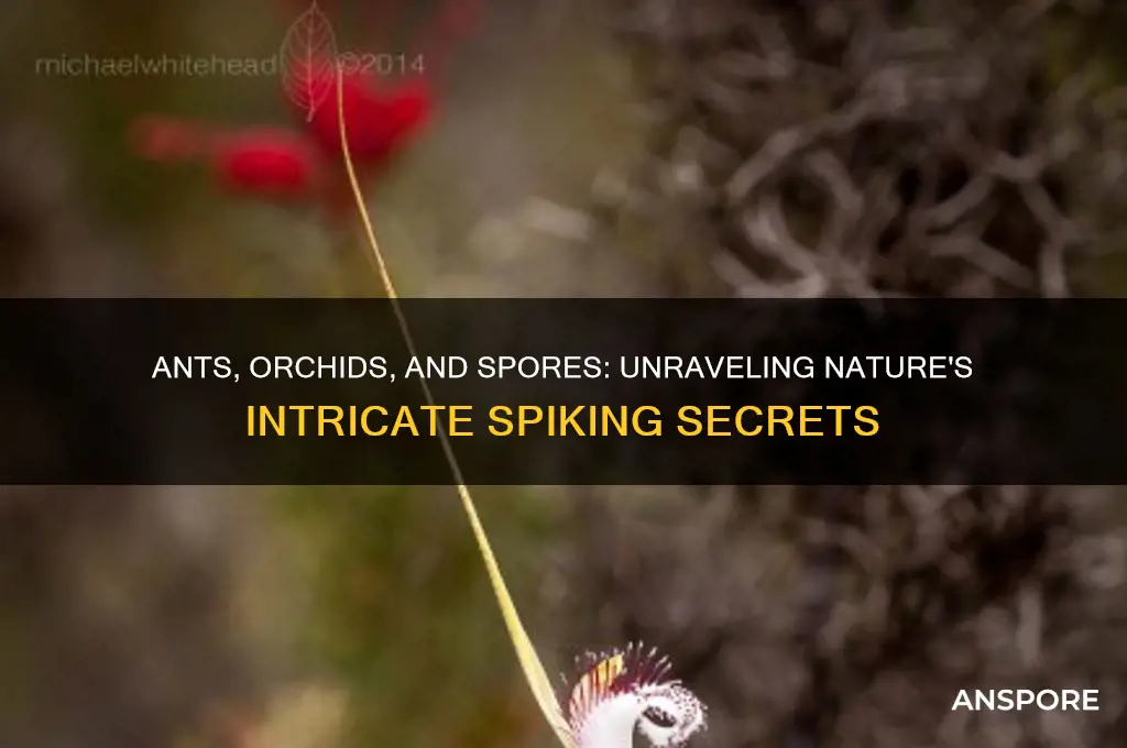 how do ants idiom orchids spore may spike