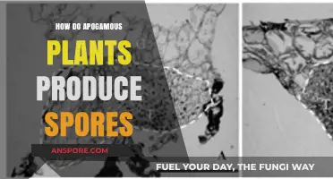 Apogamous Plants: Unveiling the Unique Process of Spores Production
