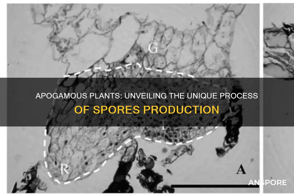 how do apogamous plants produce spores