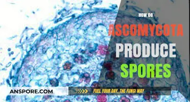 Ascomycota Spore Production: Unveiling the Fascinating Fungal Reproduction Process