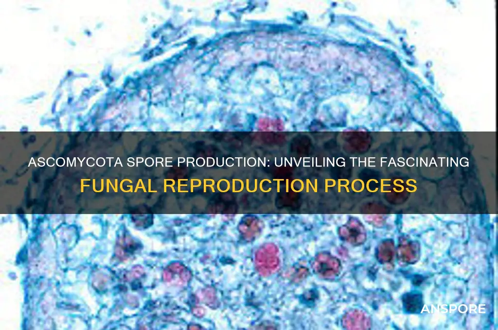 how do ascomycota produce spores