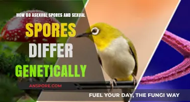 Genetic Differences Between Asexual and Sexual Spores Explained