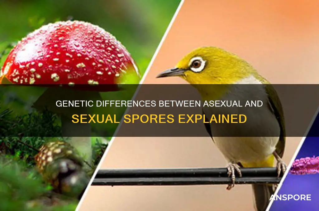how do asexual spores and sexual spores differ genetically