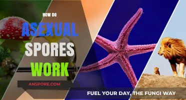 Understanding Asexual Spores: Mechanisms, Functions, and Ecological Significance