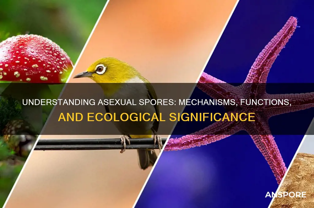 how do asexual spores work