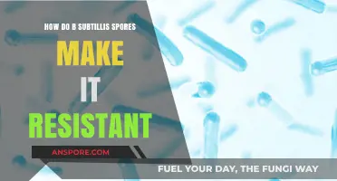 Unraveling B. subtilis Spores' Remarkable Resistance Mechanisms and Survival Strategies