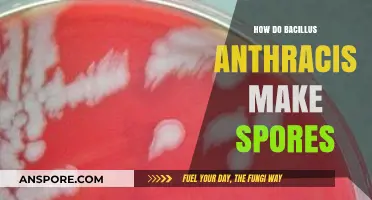 Unveiling Bacillus Anthracis: The Intricate Process of Spore Formation