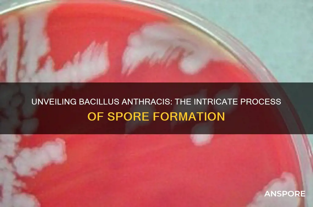 how do bacillus anthracis make spores